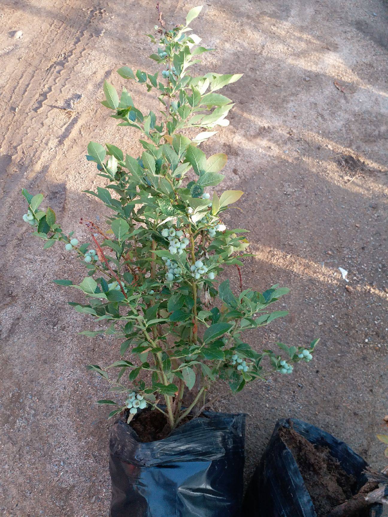 大果型珠寶藍莓苗圖片大全珠寶藍莓苗苗木粗壯