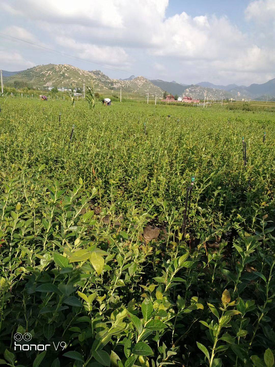 大果珠寶藍(lán)莓苗培育基地珠寶藍(lán)莓苗種植要求