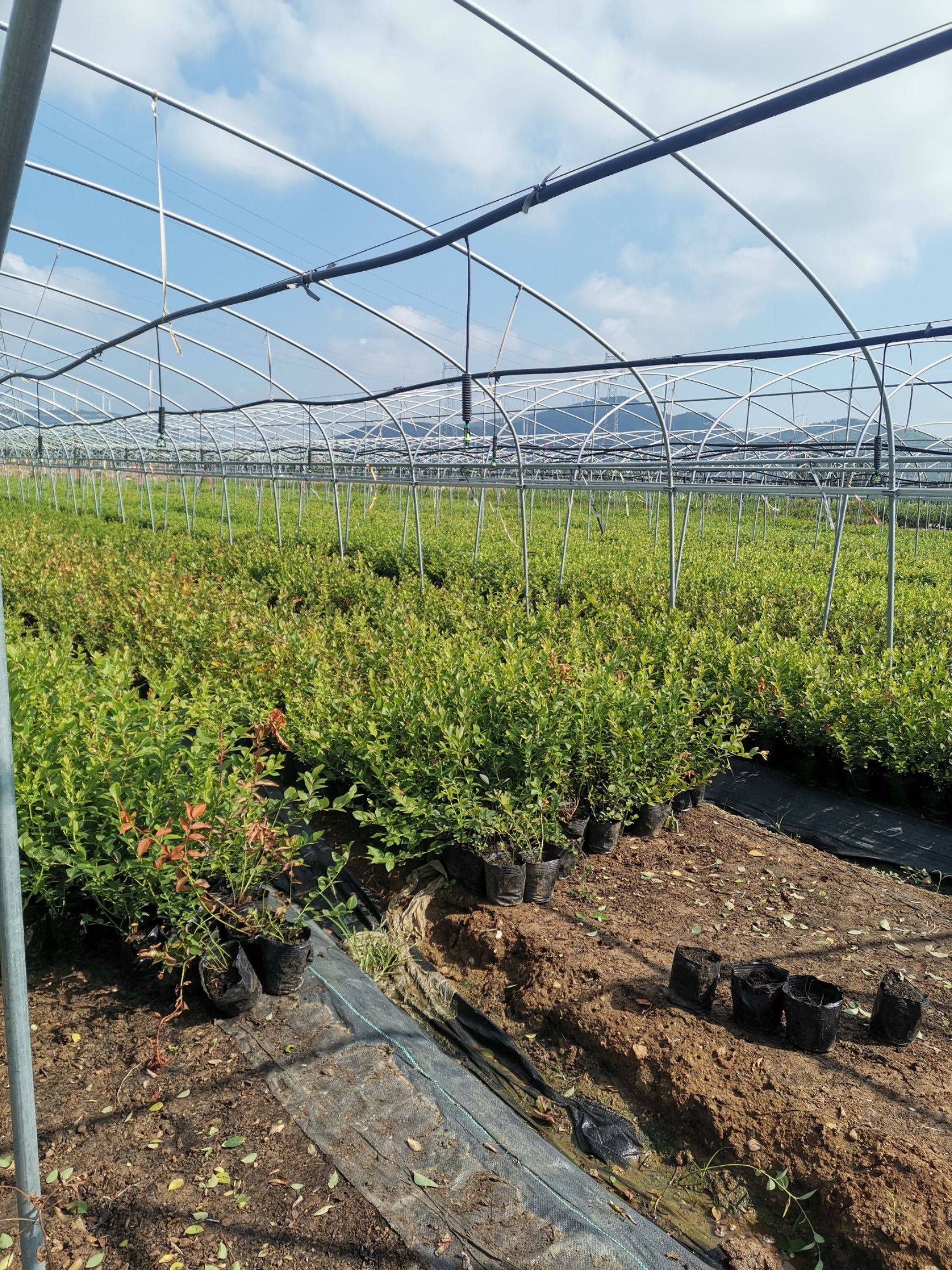 南高叢珠寶藍莓苗育苗基地珠寶藍莓苗順豐包郵