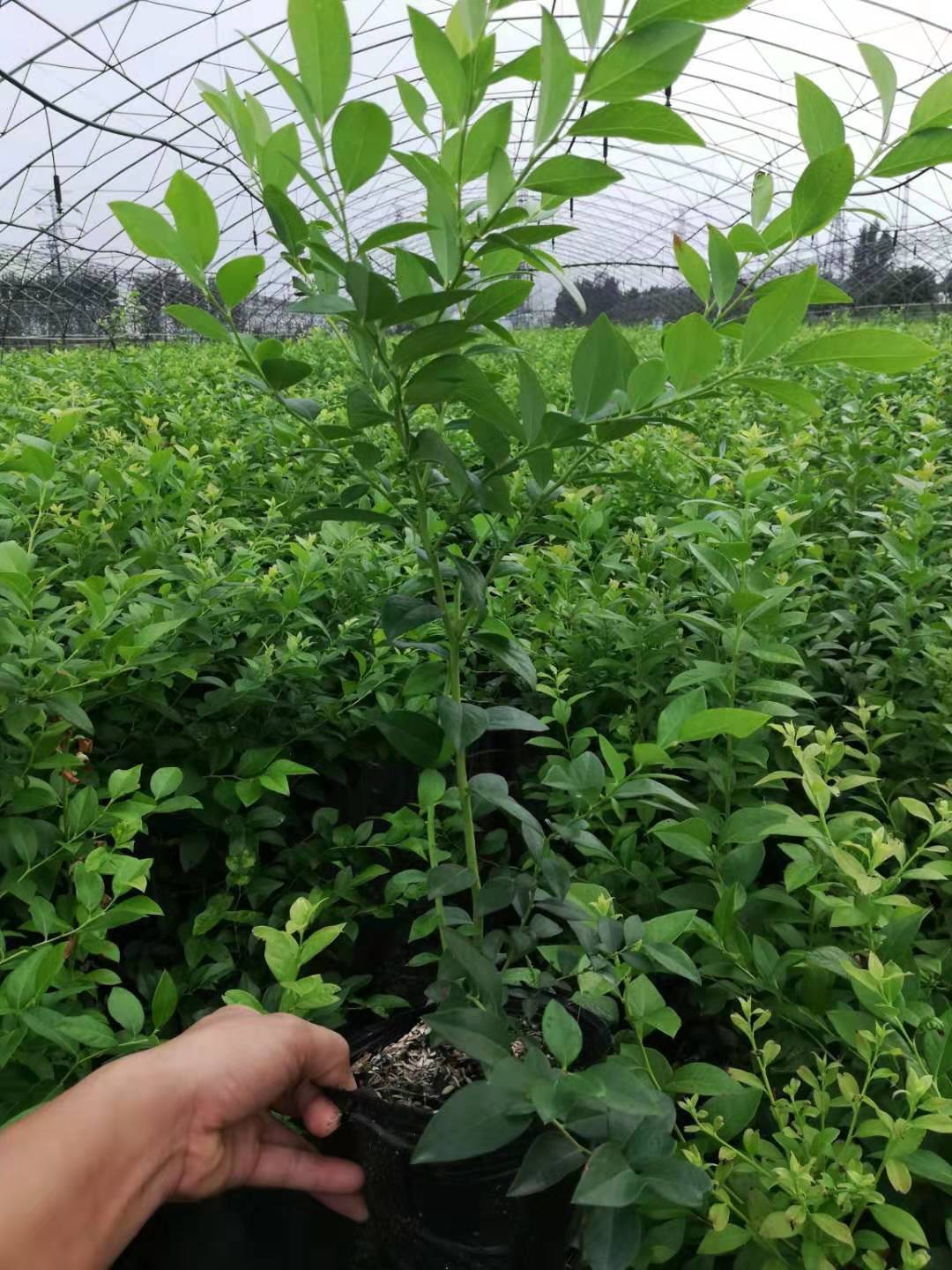 極早熟珠寶藍(lán)莓苗種植基地珠寶藍(lán)莓苗順豐包郵