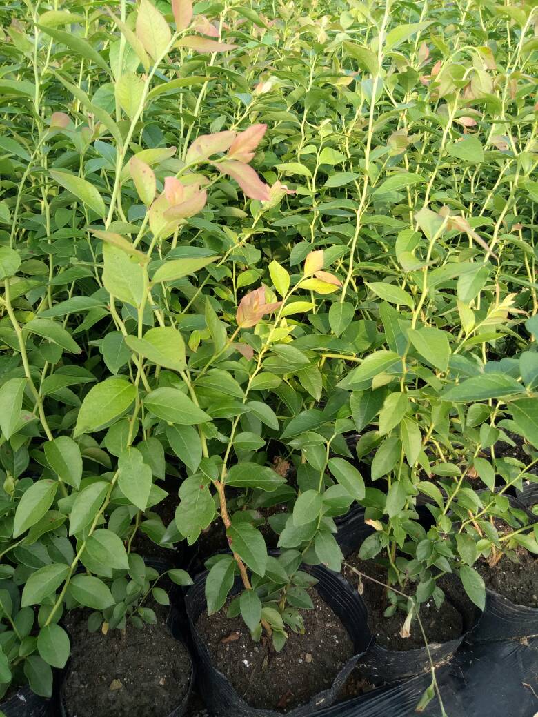 珠寶藍(lán)莓苗種植技術(shù)珠寶藍(lán)莓大棚管理技術(shù)