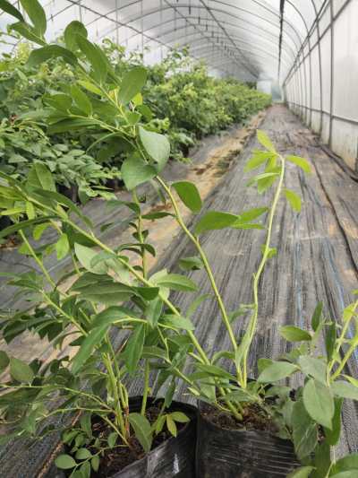 泰安珠寶藍(lán)莓苗繁育場珠寶藍(lán)莓苗需冷量