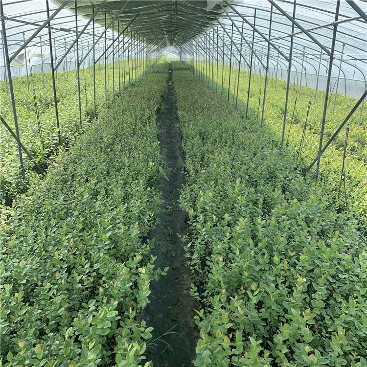 脫毒珠寶藍(lán)莓苗種植前景珠寶藍(lán)莓苗需冷量