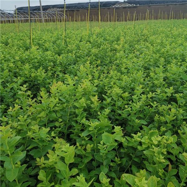 南高叢珠寶藍(lán)莓苗大型育苗基地珠寶藍(lán)莓苗種植要求
