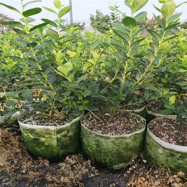 脫毒珠寶藍(lán)莓苗培育基地珠寶藍(lán)莓大棚管理技術(shù)