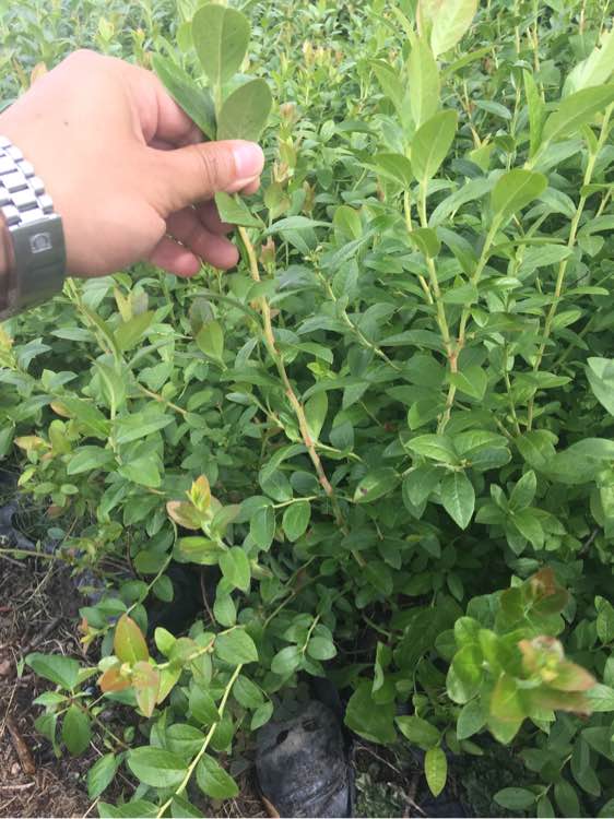极早熟绿宝石蓝莓苗培育方法绿宝石蓝莓树苗品种