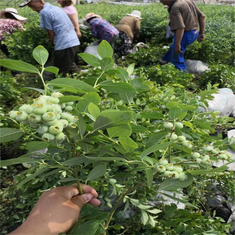 辽宁薄雾蓝莓苗详情介绍薄雾蓝莓苗适应土壤