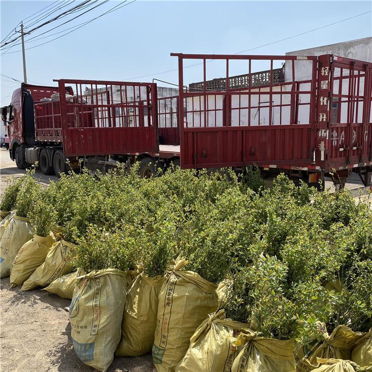 大果型薄雾蓝莓苗管理技术薄雾蓝莓苗死苗免费补发