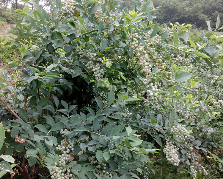 薄雾蓝莓苗修剪技术薄雾蓝莓苗需冷量