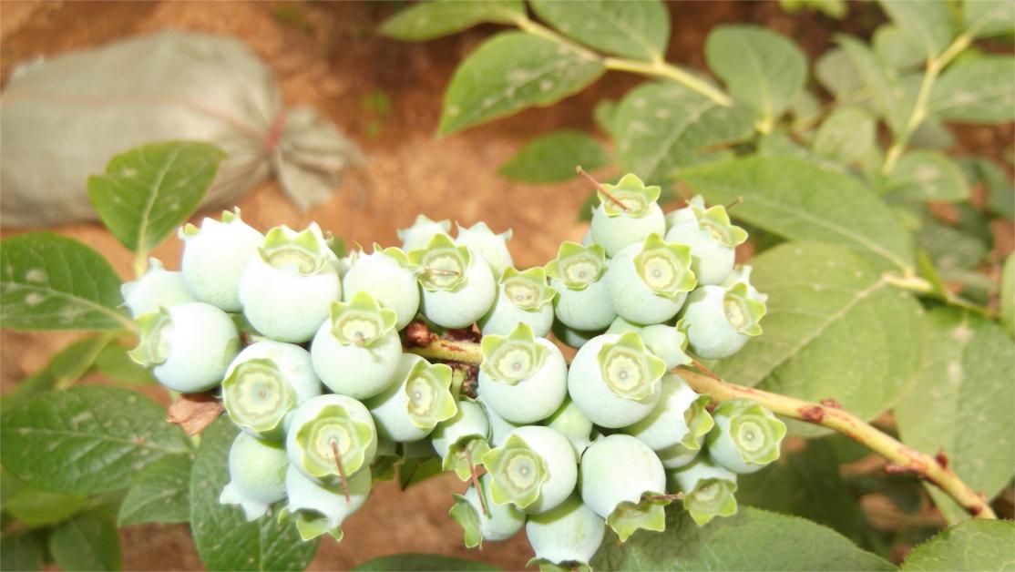 薄雾蓝莓树苗管理技术薄雾蓝莓苗露天管理技术