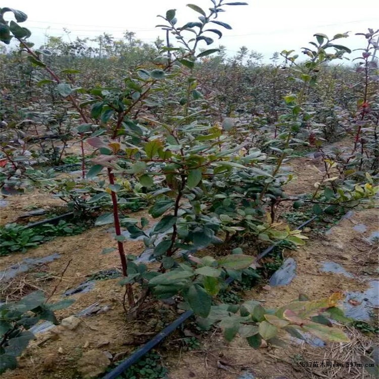 薄雾蓝莓树苗管理技术薄雾蓝莓苗露天管理技术