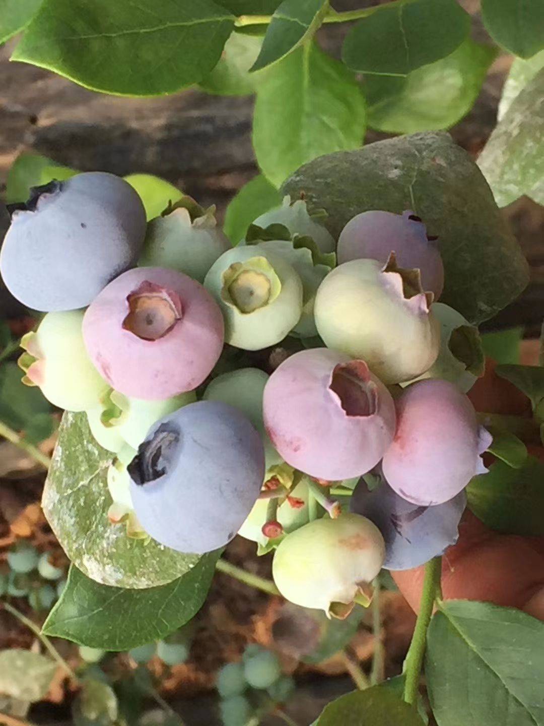 山東薄霧藍莓苗今日報價(jià)薄霧藍莓苗種植要求