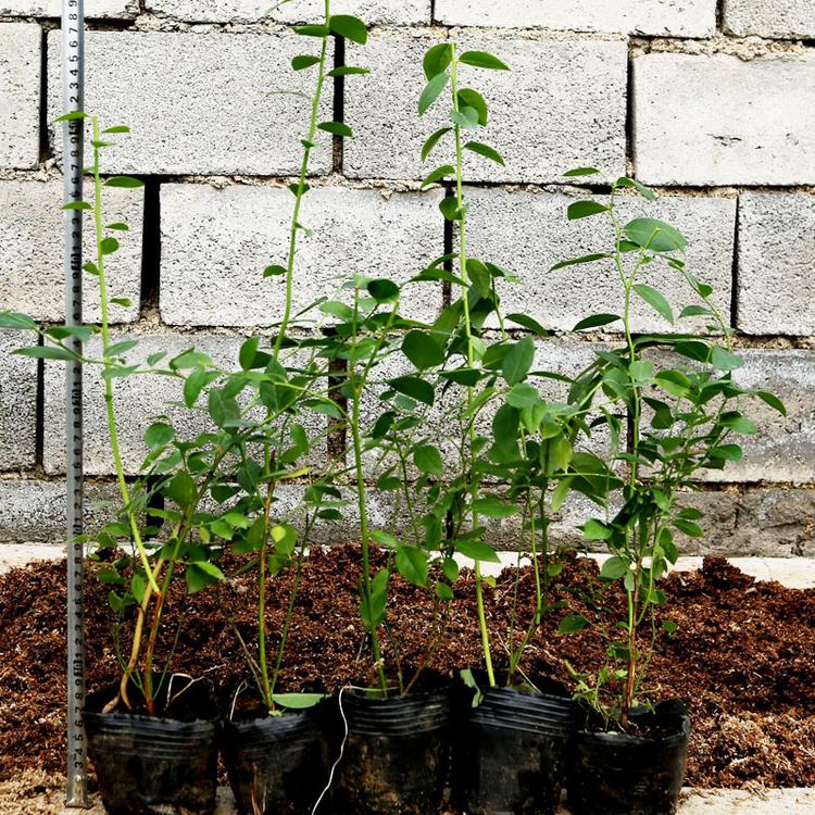 山東薄霧藍莓苗今日報價(jià)薄霧藍莓苗種植要求