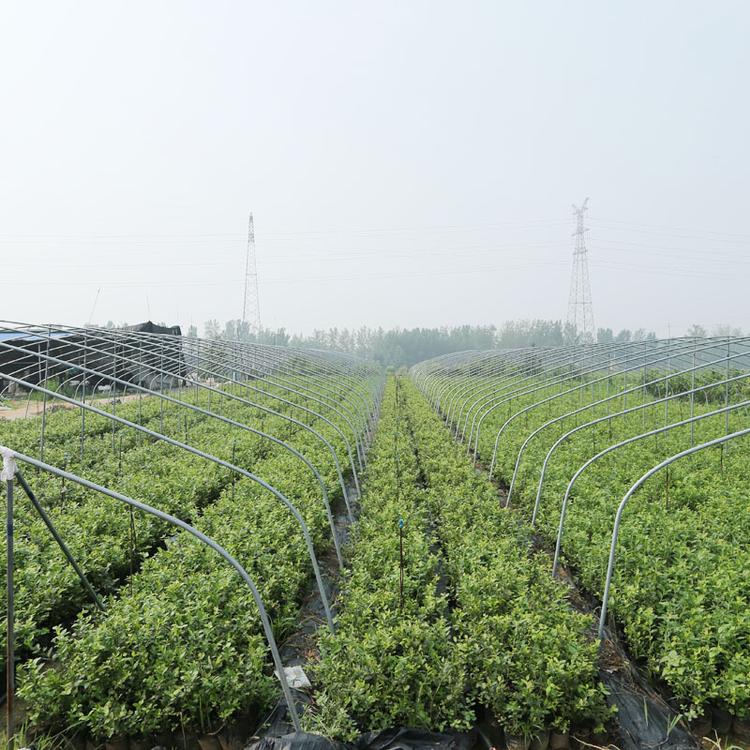 薄雾蓝莓树苗种植技术薄雾蓝莓苗种植要求
