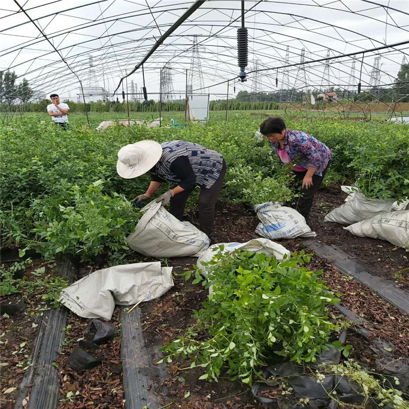 山东薄雾蓝莓苗栽种时间薄雾蓝莓树苗适应地区