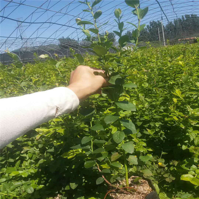 泰安薄雾蓝莓苗品种薄雾蓝莓苗顺丰包邮