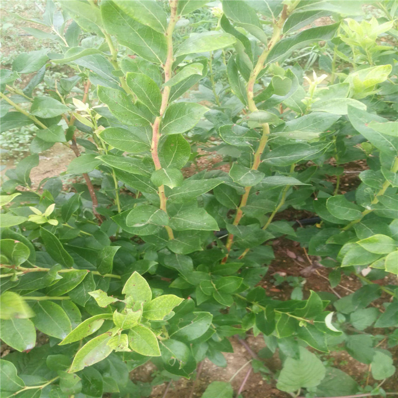 山東薄霧藍莓苗今日報價(jià)薄霧藍莓苗種植要求