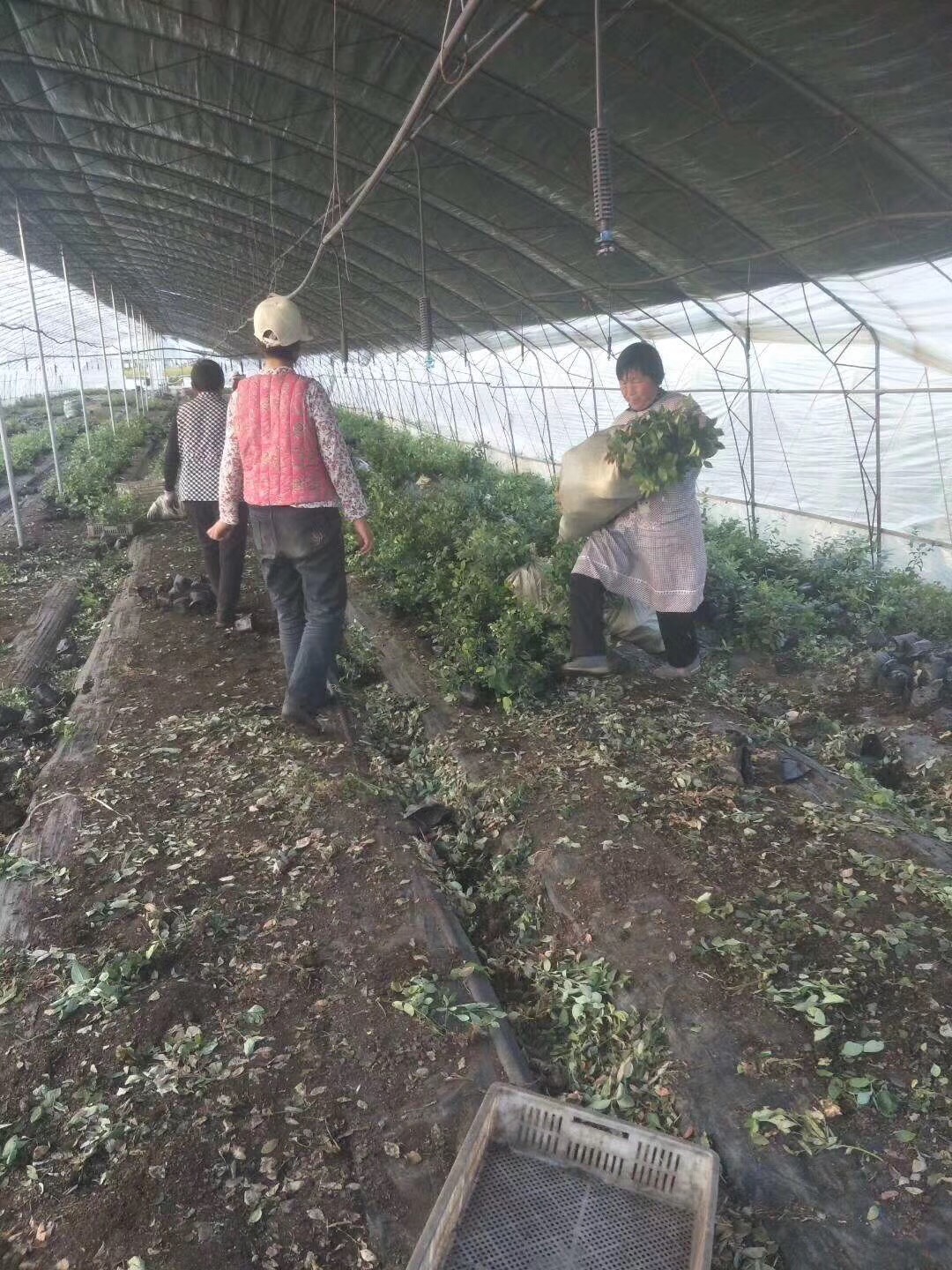 辽宁薄雾蓝莓苗详情介绍薄雾蓝莓苗适应土壤