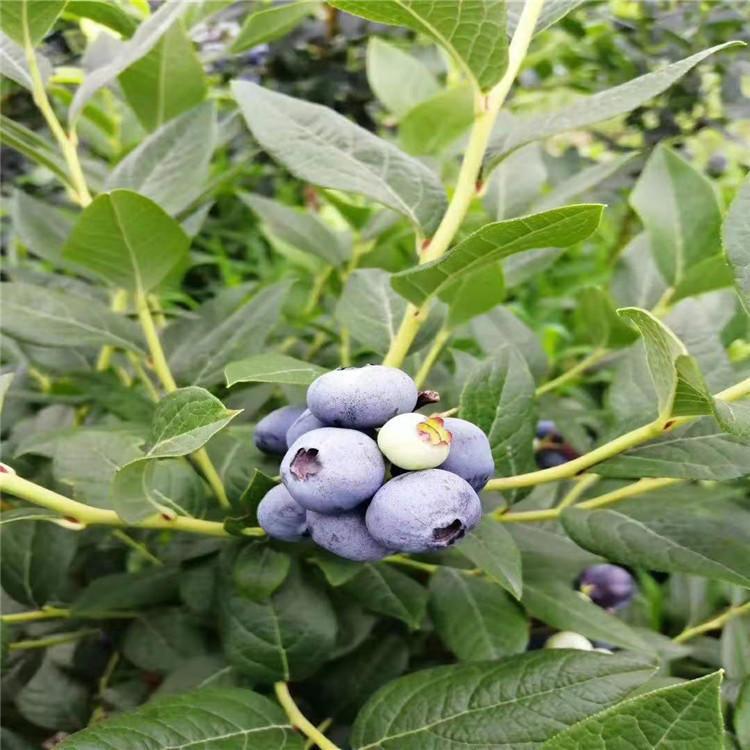 薄雾蓝莓树苗种植技术薄雾蓝莓苗种植要求