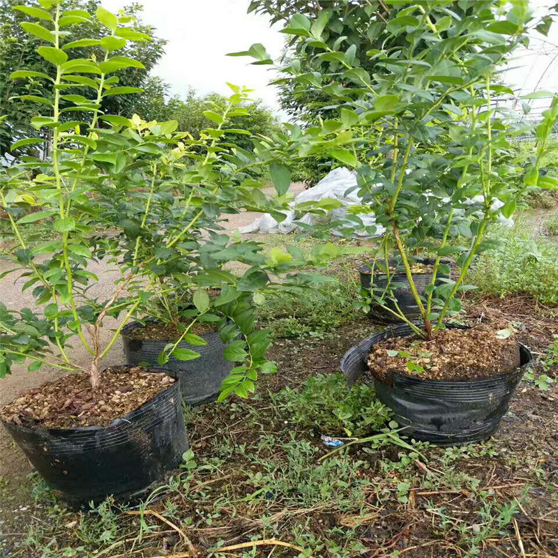 山東薄霧藍莓苗今日報價(jià)薄霧藍莓苗種植要求