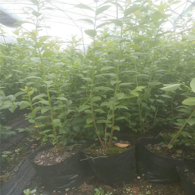 極早熟薄霧藍莓苗培育技術(shù)薄霧藍莓苗苗木粗壯