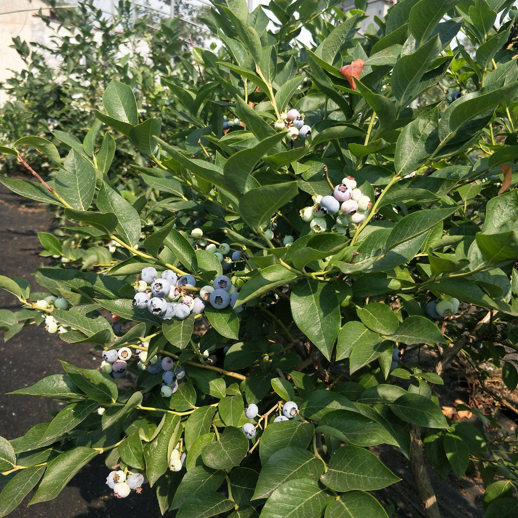 大果型薄雾蓝莓苗管理技术薄雾蓝莓苗死苗免费补发