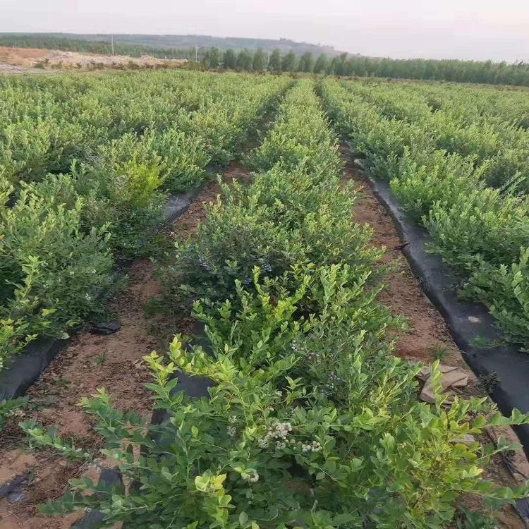 早熟薄雾蓝莓苗顺丰包邮薄雾蓝莓树苗品种