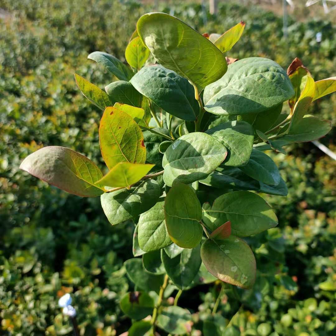 大果型薄雾蓝莓苗管理技术薄雾蓝莓苗死苗免费补发