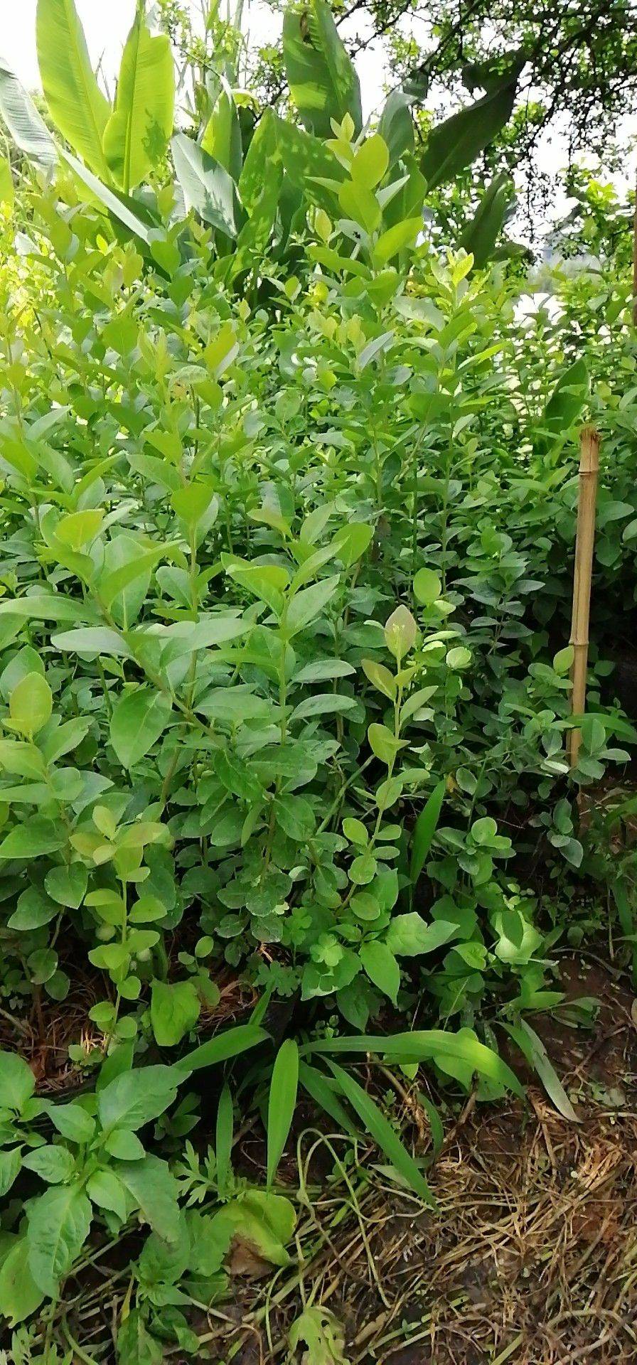 極早熟薄霧藍莓苗培育技術(shù)薄霧藍莓苗苗木粗壯
