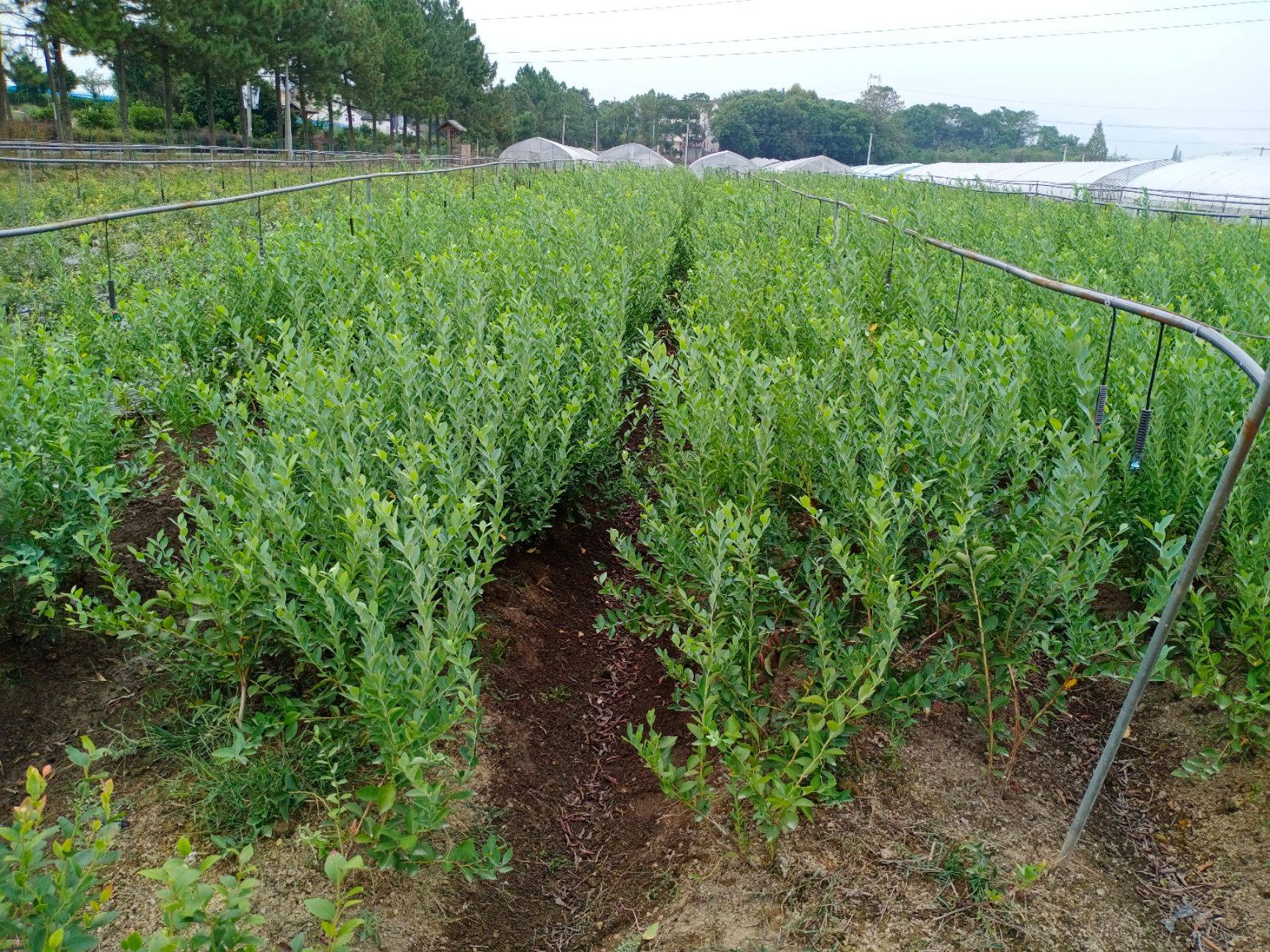 泰安薄雾蓝莓苗品种薄雾蓝莓苗顺丰包邮