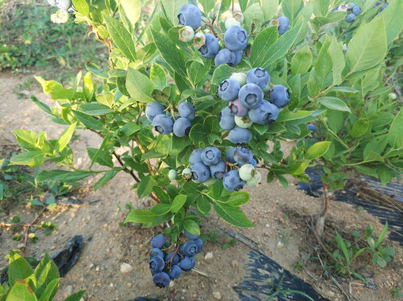 泰安薄雾蓝莓苗品种薄雾蓝莓苗顺丰包邮