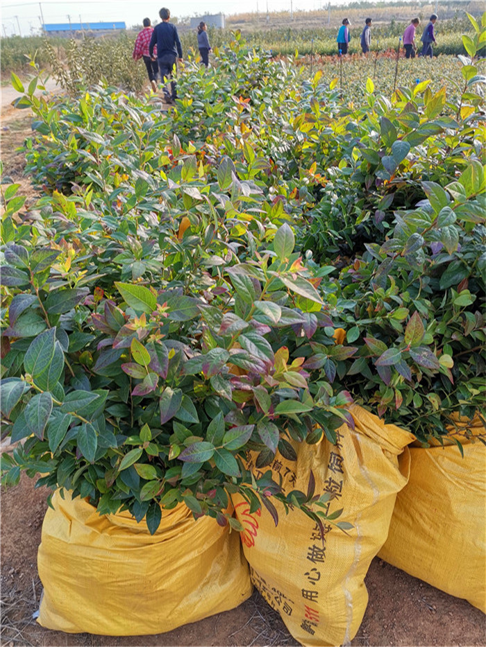 山東薄霧藍莓苗今日報價(jià)薄霧藍莓苗種植要求