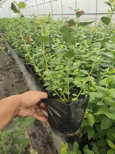 極早熟薄霧藍莓苗培育技術(shù)薄霧藍莓苗苗木粗壯