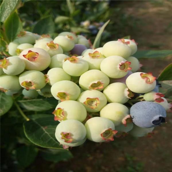 大果型奥尼尔蓝莓苗栽种时间奥尼尔蓝莓苗露天管理技术