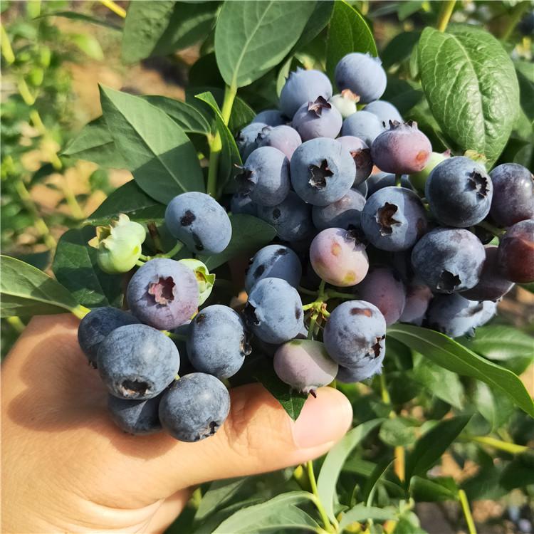 极早熟奥尼尔蓝莓苗今日报价奥尼尔蓝莓苗苗木粗壮