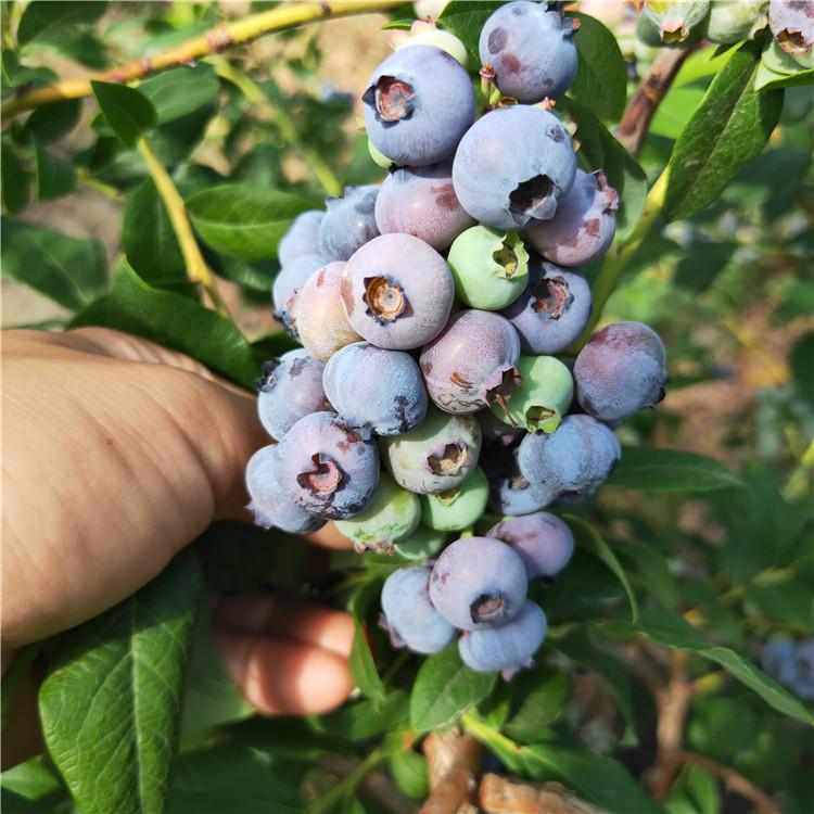 山东奥尼尔蓝莓苗大型繁育基地奥尼尔蓝莓树苗适应地区