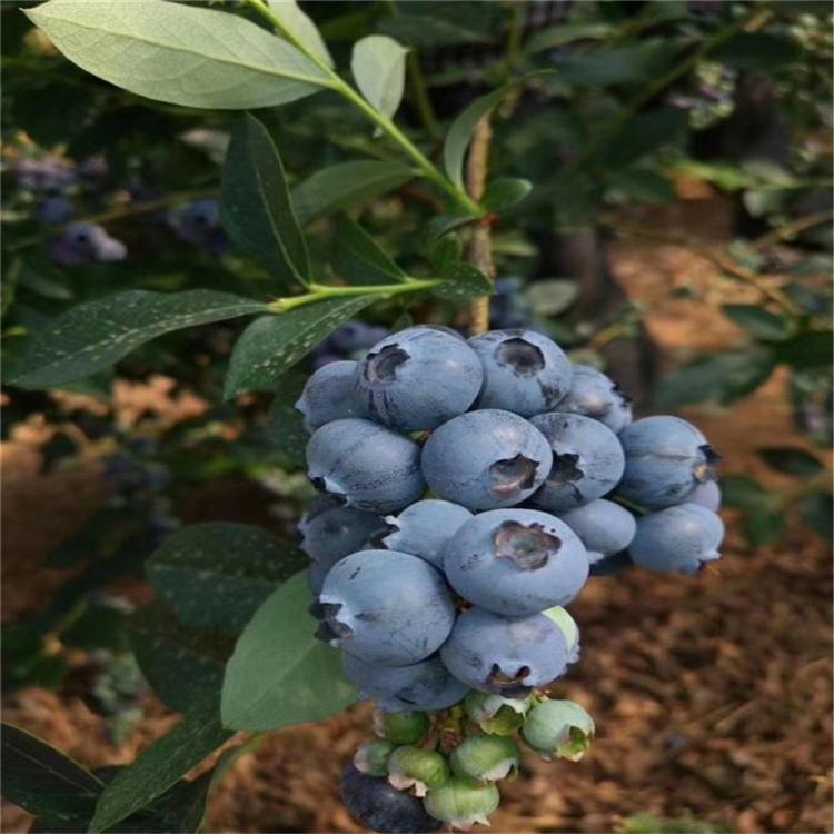 极早熟奥尼尔蓝莓苗今日报价奥尼尔蓝莓苗苗木粗壮