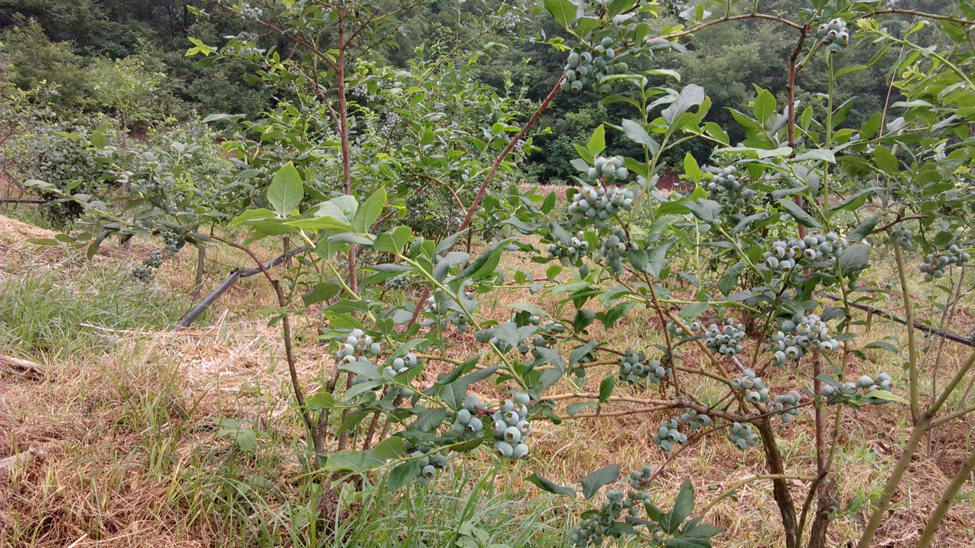 南高丛奥尼尔蓝莓苗顺丰包邮奥尼尔蓝莓苗需冷量