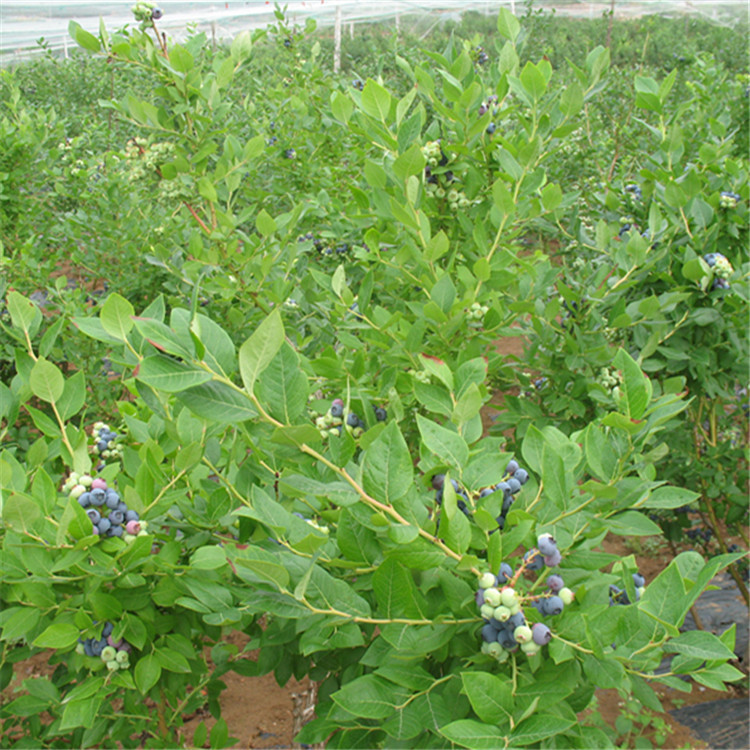 大果型奥尼尔蓝莓苗大型培育基地奥尼尔蓝莓大棚管理技术