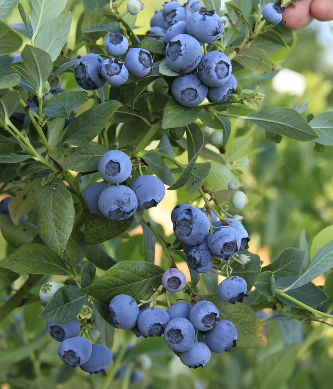 奥尼尔蓝莓树苗成熟季节奥尼尔蓝莓苗修剪培训