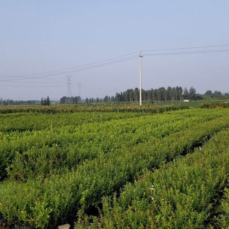 奥尼尔蓝莓树苗成熟季节奥尼尔蓝莓苗修剪培训