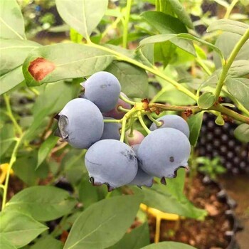 大果型奥尼尔蓝莓苗栽种时间奥尼尔蓝莓苗露天管理技术