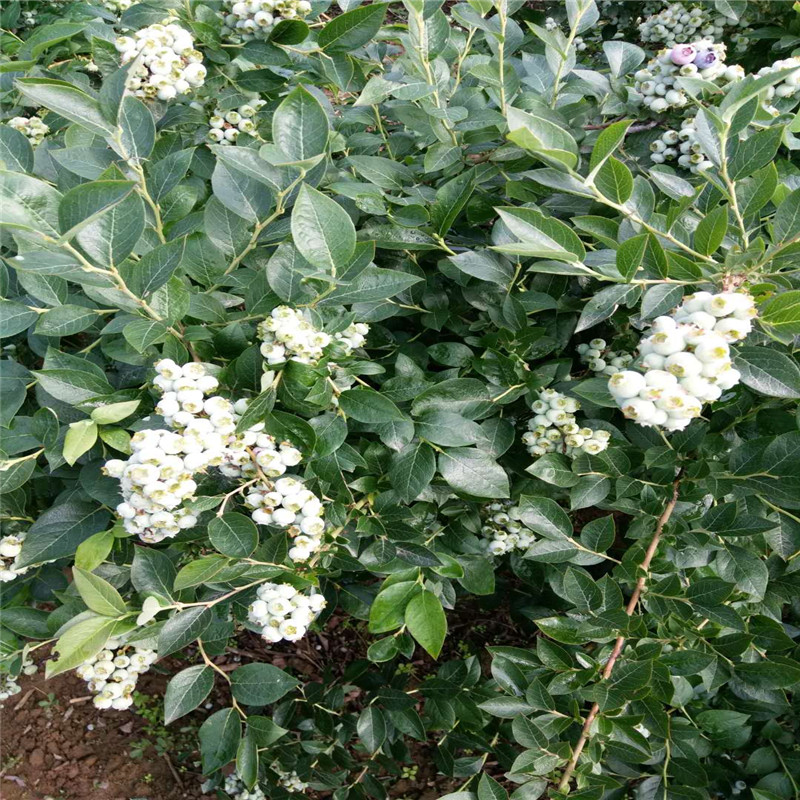 山东奥尼尔蓝莓苗种植前景奥尼尔蓝莓苗苗木粗壮