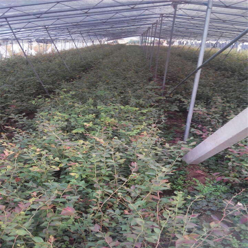 大果型奥尼尔蓝莓苗大型培育基地奥尼尔蓝莓大棚管理技术
