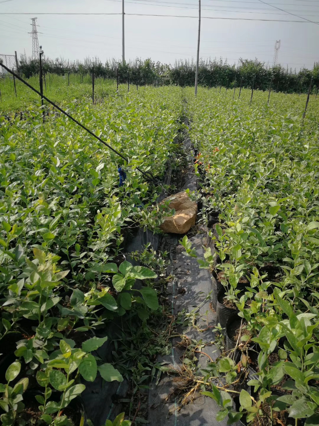 大果型奥尼尔蓝莓苗栽培方法奥尼尔蓝莓苗根系发达