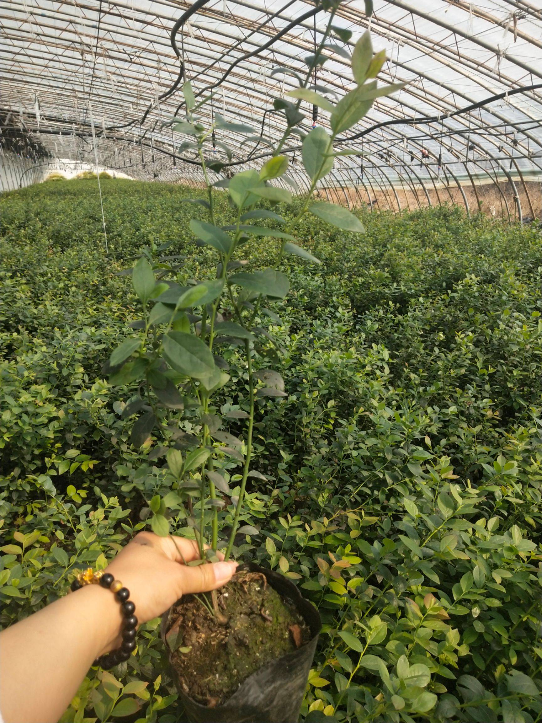 奥尼尔蓝莓树苗成熟季节奥尼尔蓝莓苗修剪培训