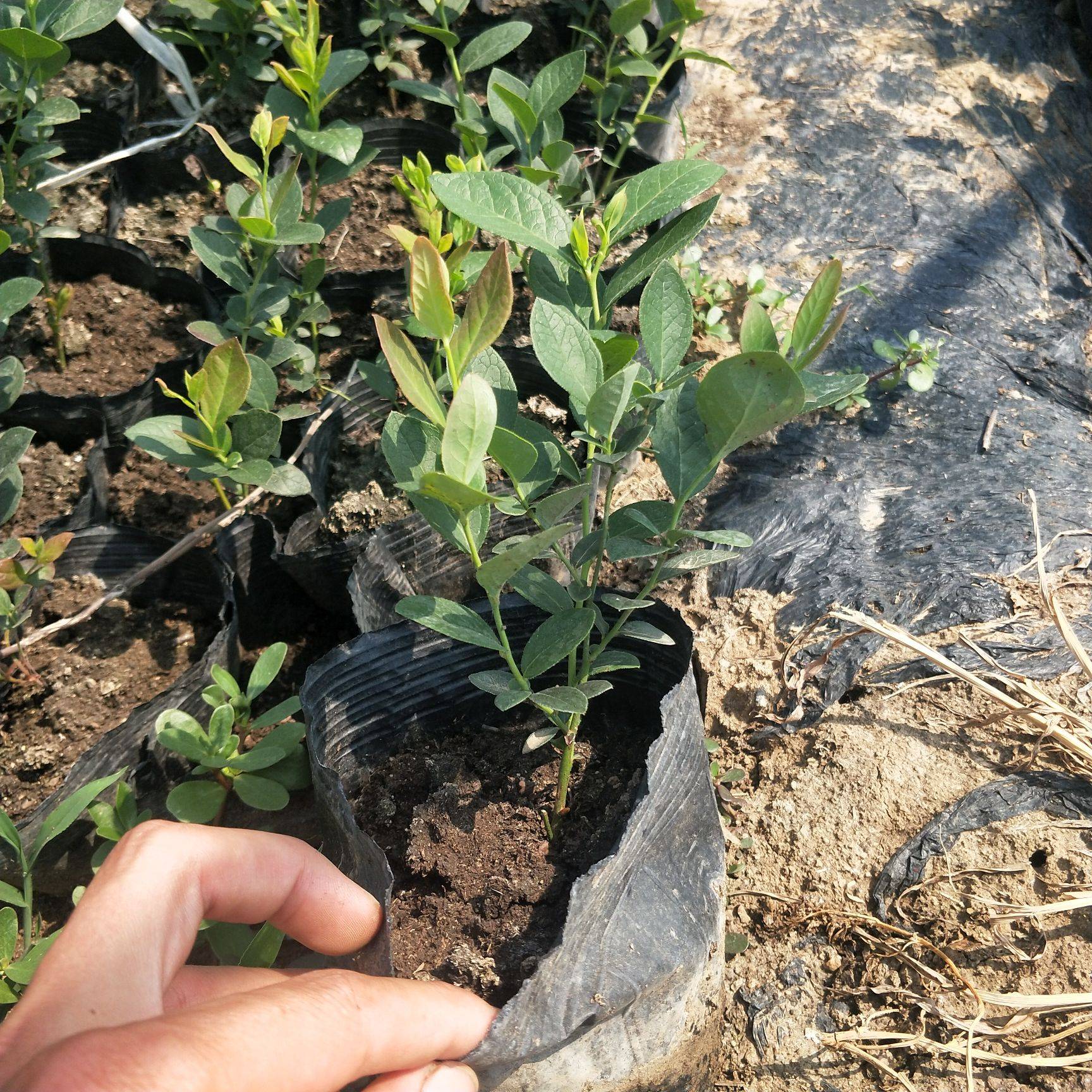 組培脫毒藍(lán)莓苗育苗基地奧尼爾藍(lán)莓苗苗木粗壯