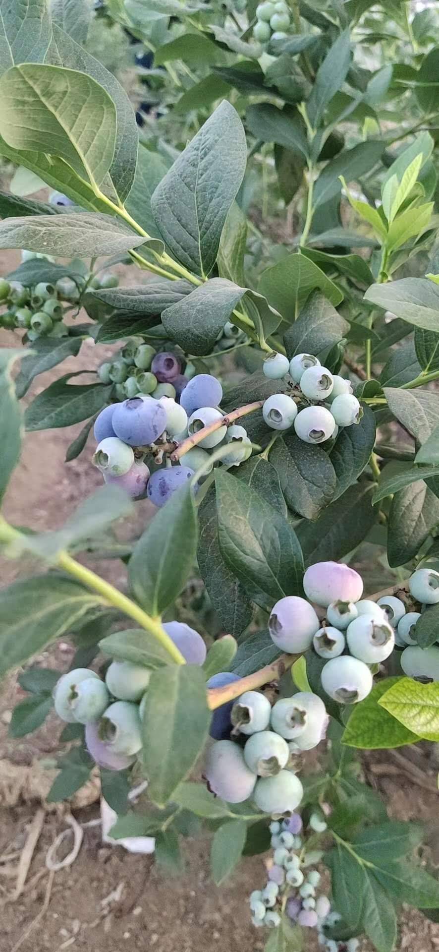 奥尼尔蓝莓苗施肥技巧奥尼尔蓝莓苗死苗免费补发
