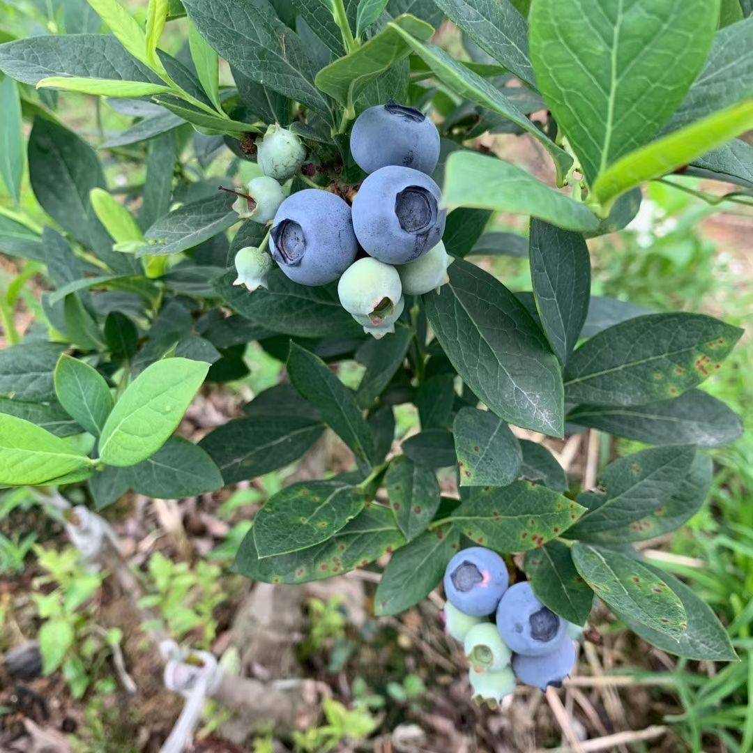 南高丛奥尼尔蓝莓苗顺丰包邮奥尼尔蓝莓苗需冷量