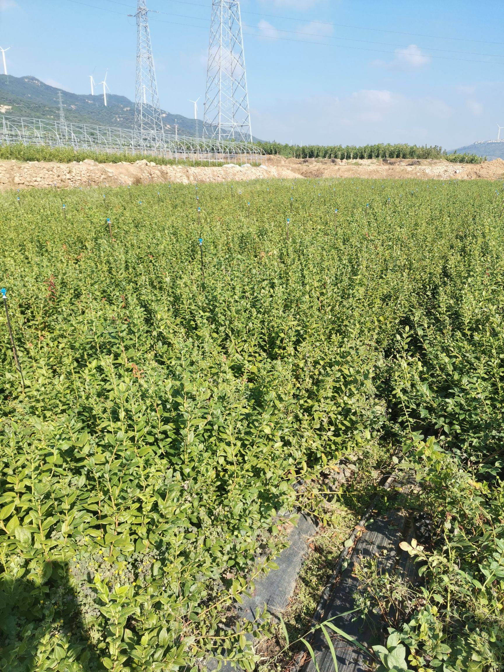 组培脱毒蓝莓苗品种详情奥尼尔蓝莓树苗适应地区